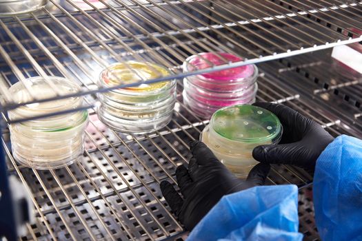 Gloved Hand of a Technician or scientist working holding petri dishes in the microbiology laboratory. Bacterial Culture Media. Microbiologist. Bacteria. High quality photo