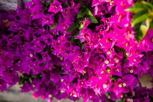 Blooming bougainvillea flowers background. Bright pink magenta bougainvillea flowers as a floral background.