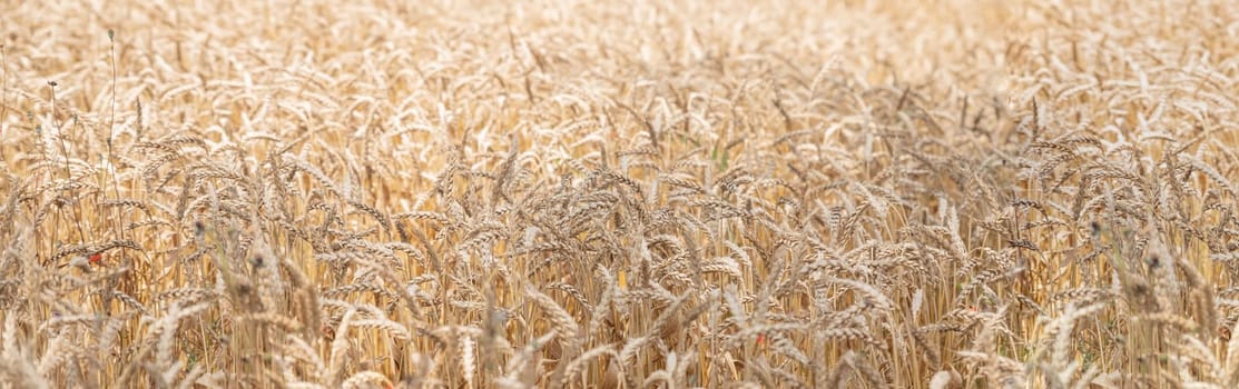 Golden ripe ears of wheat on nature in summer field at sunset rays of sunshine, close-up macro.