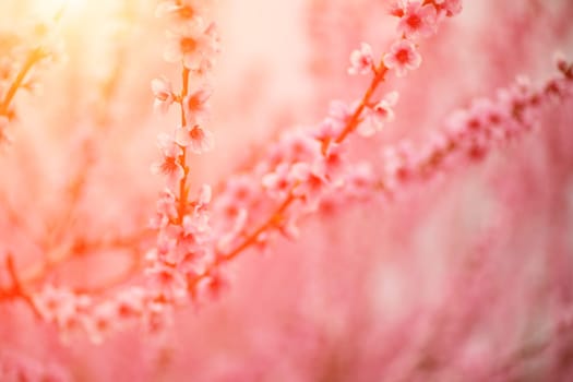 A peach blooms in the spring garden. Beautiful bright pale pink background. A flowering tree branch in selective focus. A dreamy romantic image of spring. Atmospheric natural background.