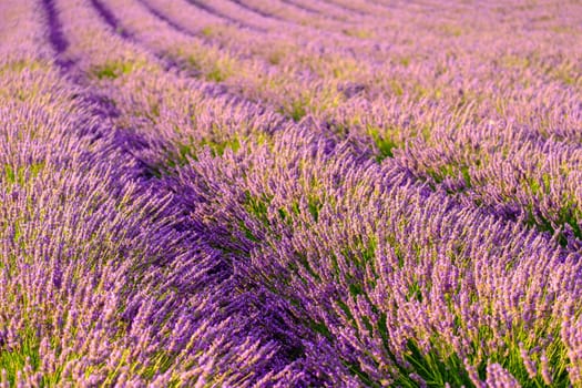 The picturesque view of a lavender field, where rows of flowers align in perfect harmony, offering a breathtaking display that captivates the senses.