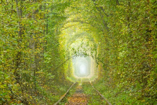 Summer day in the Rivne region of Ukraine. Tunnel of love in Klevan. Dense deciduous forest and railroad