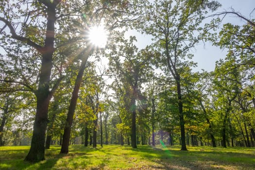 Summer deciduous park. Sunbeams illuminate the lush foliage and green grass