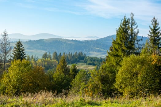 Summer morning in the Ukrainian Carpathians. Green vegetation and light fog in a remote valley