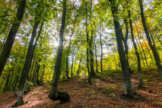 Cloudless warmy day in an natural park. Sun Rays make their way through the foliage