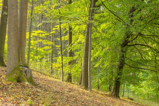 Uman national park in Ukraine. Sunny summer morning in a forest clearing among deciduous trees