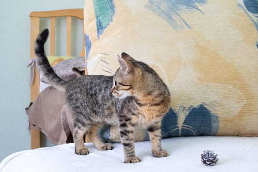 A gray kitten sniffs a Christmas tree cone close up