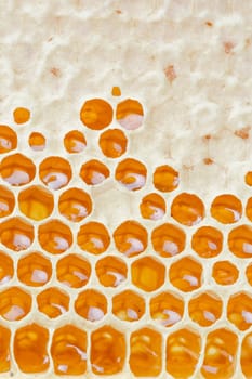 Honeycombs with honey. Natural background.