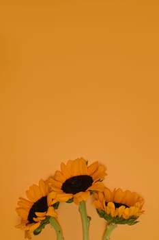 Sunflowers with green leaves on yellow background with copy space. Natural background, autumn or summer concept.