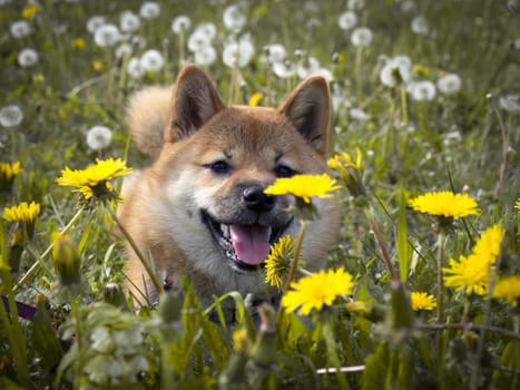 Close-up Portrait of beautiful and happy red shiba inu puppy in the green grass, small dog. Dogecoin. Red-haired Japanese dog with smile. Dandelions, daisies in the background. High quality photo.