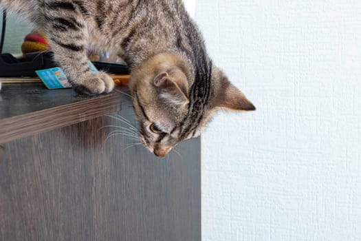 Gray kitten jumping off the table close up