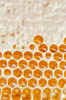 Honeycombs with honey. Natural background.