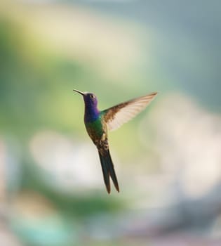 Close-up shot of a stunning hummingbird in flight, showing off its vibrant green and purple feathers. The bird's beak and wings are visible against a completely blurred background.