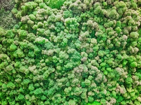 Close-up surface of the wall covered with green moss. Modern eco friendly decor made of colored stabilized moss.