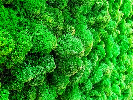 Close-up surface of the wall covered with green moss. Modern eco friendly decor made of colored stabilized moss.