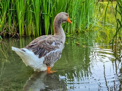 Side view of a large Dewlap Toulouse Goose walking towards a pond in Victoria Park, Half, Nova Scotia, Canada.