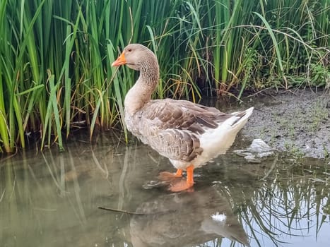 Side view of a large Dewlap Toulouse Goose walking towards a pond in Victoria Park, Half, Nova Scotia, Canada.