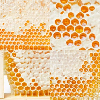 Honeycombs with honey. Natural background.