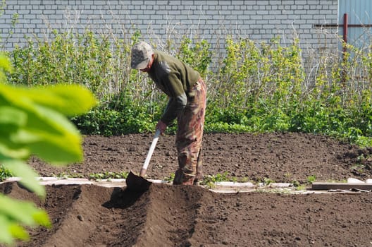 The concept of private agriculture.An elderly pensioner works with a hoe on the ground for planting vegetables.Spring sowing work.