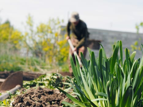 The concept of private agriculture. Blurred image of an elderly pensioner working with a hoe on the ground against the background of a growing onion