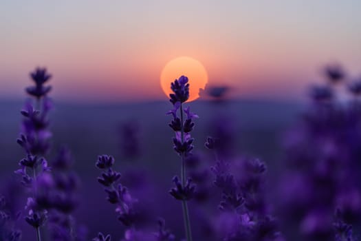 Lavender flower background. Violet lavender field sanset close up. Lavender flowers in pastel colors at blur background. Nature background with lavender in the field