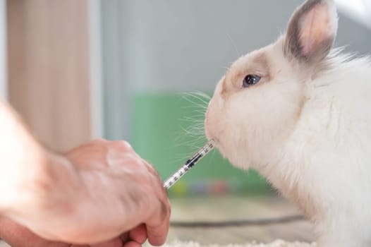 A man gives a rabbit medicine from a syringe. Bunny drinks from a syringe