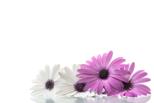 Beautiful white and purple Osteospermum flowers, isolated on white background