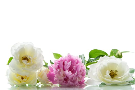 bouquet of summer white roses and peonies , isolated on white background.