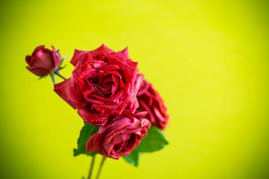 Flowers of beautiful blooming red rose isolated on green background.
