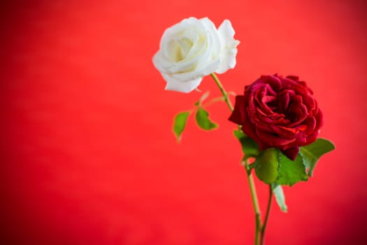 Flowers of a beautiful blooming red and white rose isolated on a red background.