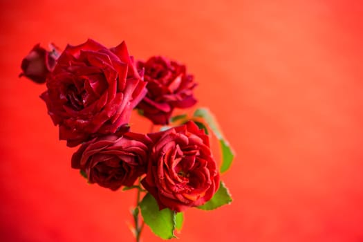 Flowers of beautiful blooming red rose isolated on red background.