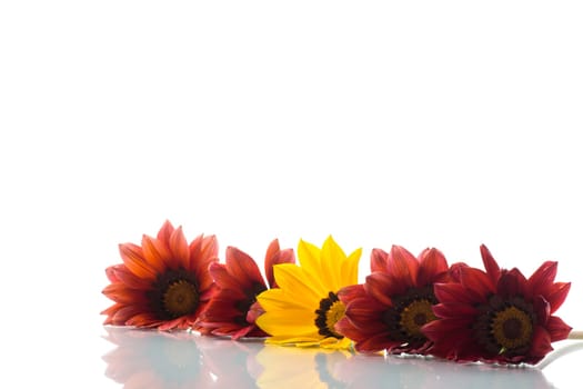 Beautiful red and yellow Gazania flowers isolated on white background.