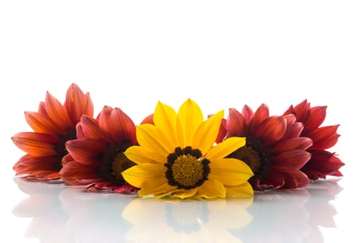 Beautiful red and yellow Gazania flowers isolated on white background.