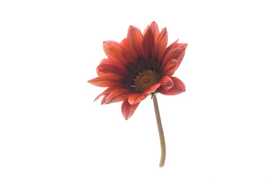 Beautiful red and yellow Gazania flowers isolated on white background.