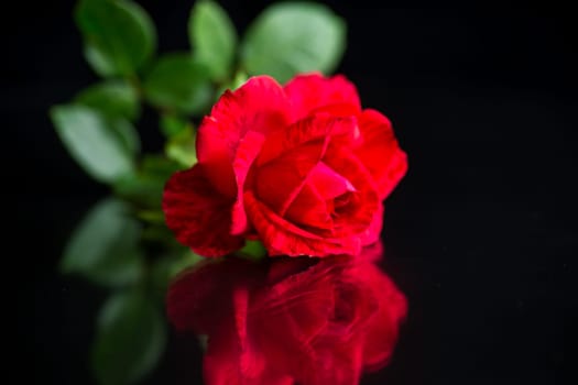 Flowers of beautiful blooming red rose isolated on black background.