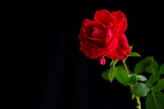 Flowers of beautiful blooming red rose isolated on black background.