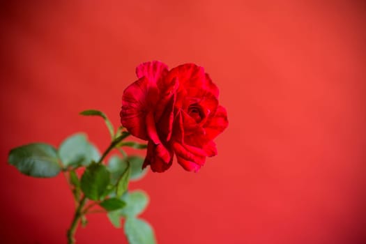Flowers of beautiful blooming red rose isolated on red background.