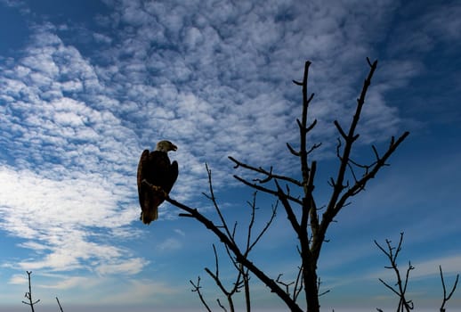 A View of a Bald Eagle Perched on a Tree Branch Looking for Food on a Sunny Spring Day
