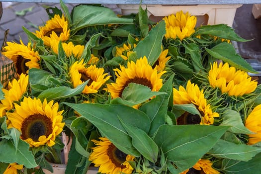 Bouquet of Blooming yellow Sunflowers in the street market, flowers for sale outside a shop, Decorative Garden plants. High quality photo