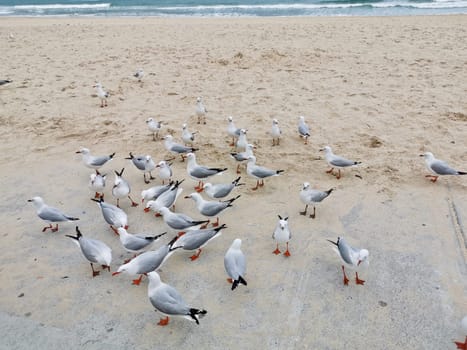 Many seagulls stand and walk near the sandy beach in the calm afternoon near the sea