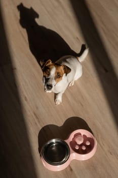 A double bowl for slow feeding and a bowl of water for the dog. Top view of a jack russell terrier dog near a pink plate with dry food on a wooden floor