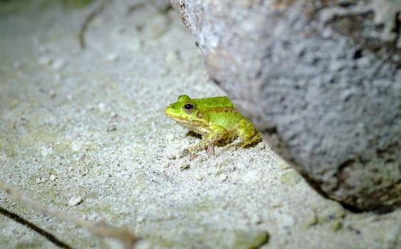 green frog on the ground. frog closeup. amphibian animal