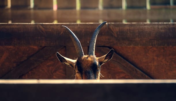 barn with a head of goat. brown goat in barn. goat on the farm. animal