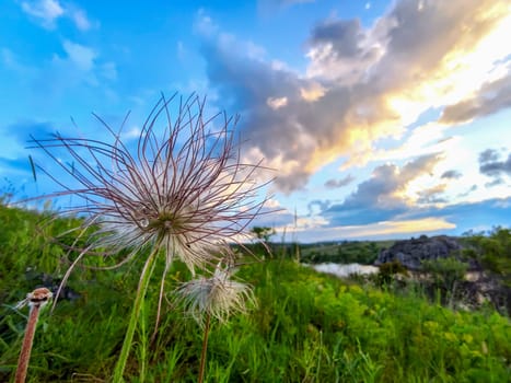 Close up of dandelion on sunset. dandelion with drops of dew on the meadow. dew drops on dandelion