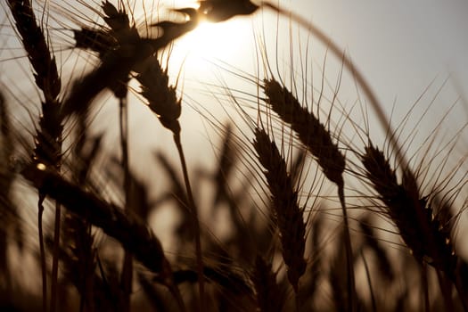 Silhouette of wheat field close up. wheat field at sunset. golden wheat field in summer