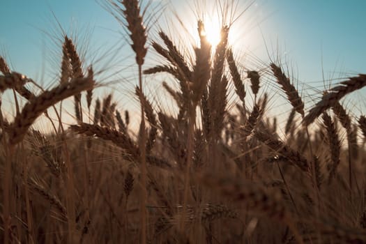 Silhouette of wheat on sunrise background. wheat field at sunset. Close-up, nature. rich summer harvest, farming, agricultural industry for food