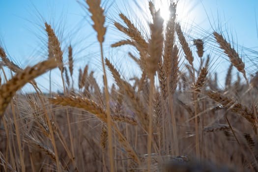 Ripe large golden ears of wheat against the blue sky and sun background. Close-up, nature. rich summer harvest, farming, agricultural industry for food