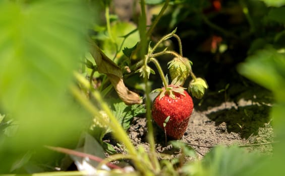 wild strawberry in the garden. juicy red strawberries. natural fresh berry. strawberry on the field close-up