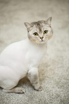 Beautiful gray scottish fold cat. Haircut cat with shaved hair on the body, pet haircut