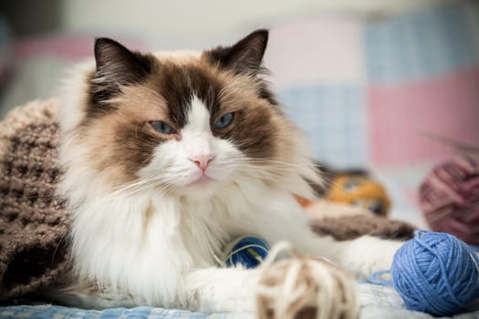 Colored threads, knitting needles and other items for hand knitting and a cute domestic cat Ragdoll on the bed.
